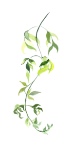 Leaves | Green Leaves