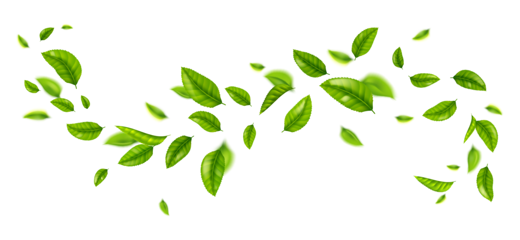 Tea leaves | Bay leaves