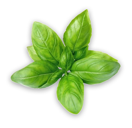 Basil Leaf Extract | Leaves | Green Leaves